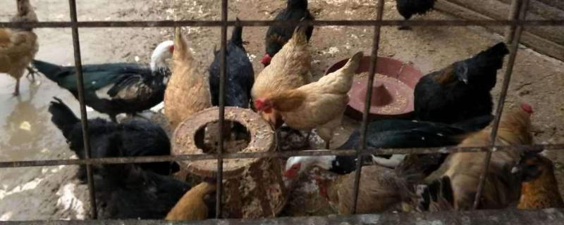 房頂養雞影響家運嗎？優點和缺點分別是什么？